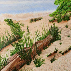 Driftwood by Barbara J Zipperer