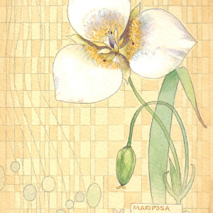 Mariposa Lily by Jessica Glenn
