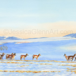 Winter Prairie Pronghorn by Jessica Glenn