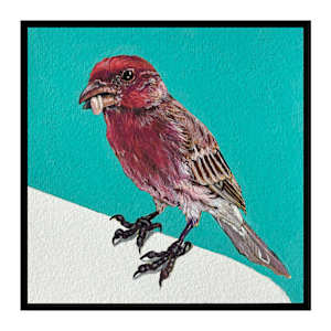 House Finch #1 by Paige Wallis