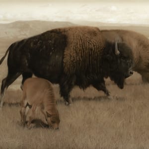 High Plains Legacy by John Whytock - Oak Rose Studio