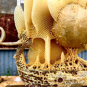 Bee Hive Collaboration Pieces by Jason Johnston, Image 4.
