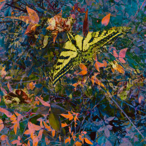 Butterfly Series by Debra Sutherland Core  Fine Art 