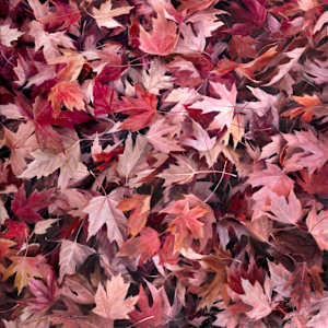 Meditation in Red by Anna Rose Bain