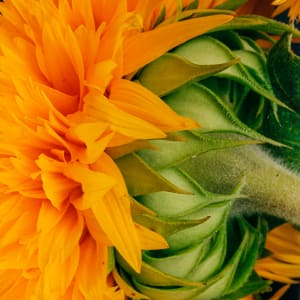 Sunflower Sungold 2
