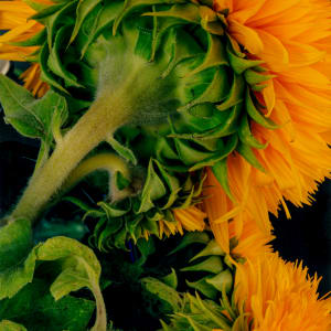 Sunflower Sungold 4 by Bernard C. Meyers