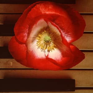 Still Life: Poppy 1 by Bernard C. Meyers