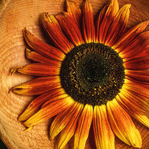 Sunflower with Cherry Bowl