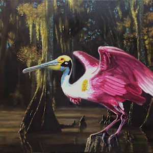 Roseate Spoonbill sitting in swamp by Herb Roe