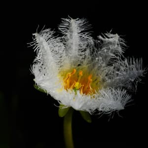 Water Snowflake by Glenn Stokes