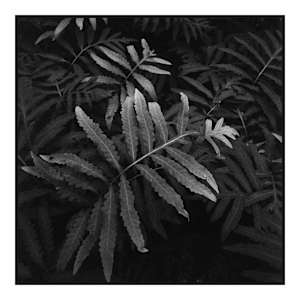 Sensitive fern by Kristie Cornell