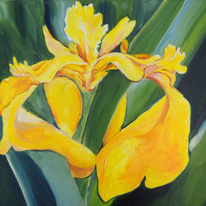Yellow Flag Iris at Avery Island by Claire Dawkins
