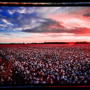Cotton Field Sunset by Bach Prados 