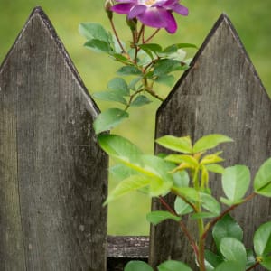 Climbing Rose on Fence by Glenn Stokes