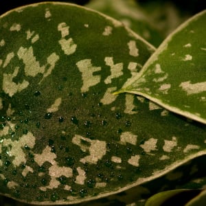 Silver Philodendron Vine by Glenn Stokes