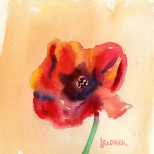 The Solo Poppy by Lynette Redner
