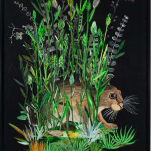 Buffalograss, Eastern Cottontail by Nancy Friedemann-Sánchez