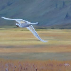 Fair Weather Flight by Tammy Taylor