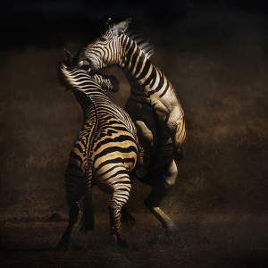 3rd Place – Overall - Bernice Fargus - “Fighting Zebras” – bernicefargus@gmail.com by Bernice Fargus