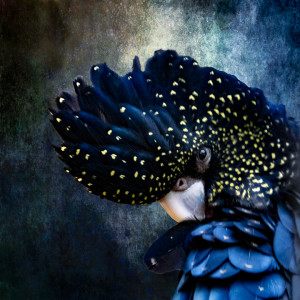 7th Place - Christina Brunton - "Speckled Black Cockatoo Blue" - www.christinabrunton.com by Christina Brunton