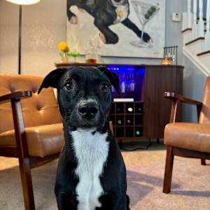 The Good Boy Bar - Miles’ Place by Janetta Smith  Image: Isn’t he a cute boy?