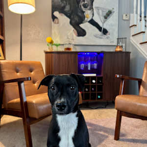 The Good Boy Bar - Miles’ Place by Janetta Smith  Image: He’s guarding his place