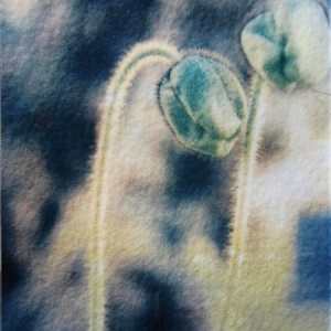 Poppies x2 by Tina Psoinos 