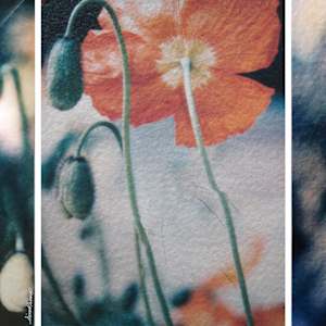 Poppies x2 by Tina Psoinos 