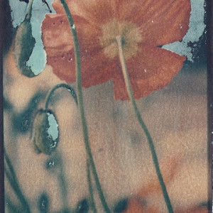 Poppies by Tina Psoinos  Image: polaroid transfer