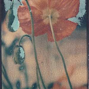 Poppies x2 by Tina Psoinos 
