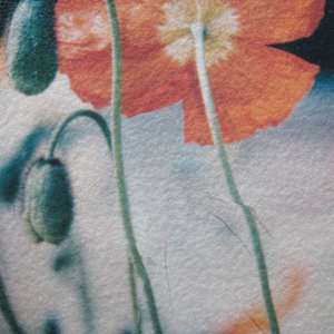 Poppies x2 by Tina Psoinos 