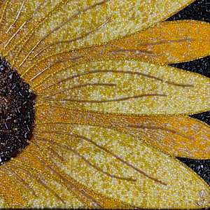 Sunflower #29 by Sabrina Frey, Image 5.
