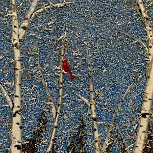 Enchanted Winter #10 by Sabrina Frey 