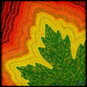 Maple Radiance #6 by Sabrina Frey, Image 1.