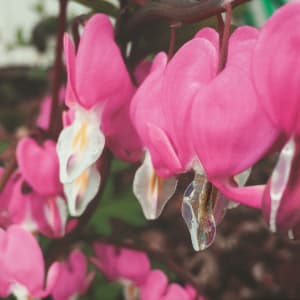 Bleeding Heart by Kathy Mitchell-Garton