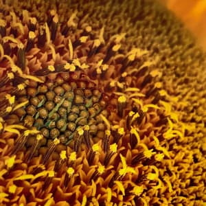 Sunflower by Kathy Mitchell-Garton