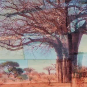 Africa Tree by Hollie Heller 