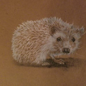 Hedgehog by Donna Pate