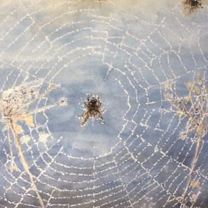 Colleen's Spider - SOLD by Wanda Fraser