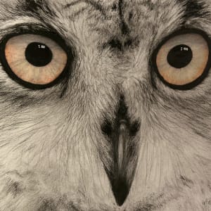 Owl by Wanda Fraser