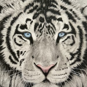 White Tiger by Wanda Fraser