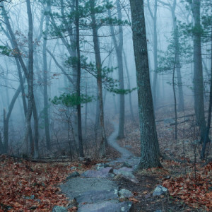 Foggy Path (Framed Photograph) by Mike Murray