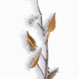 Winter's Paint Brush (Framed photograph) by Bob Leggett