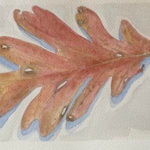 Oak Leaf by Ruthann Corrao