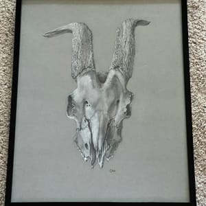 Goat Skull by Cheryl Adams 