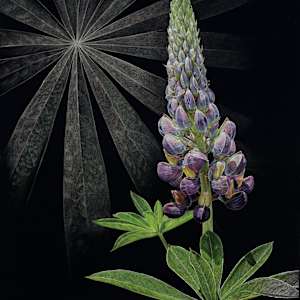 Illuminated Lupine by Rhonda Nass, Image 1.