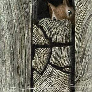 Squirrel (Framed) by Rick  Nass
