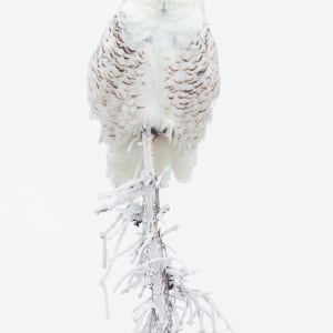 Snowy Owl (Framed photograph) by Bob Leggett