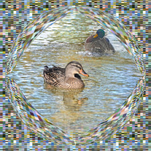 Big Duck / Little Pond by David Blow