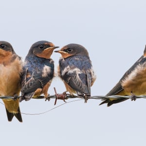 Barn Swallows (Framed photograph) by Bob Leggett